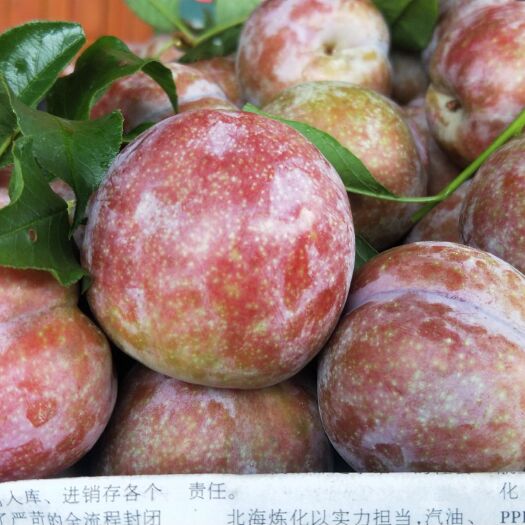 平乐县 精品三华李，桂林特产