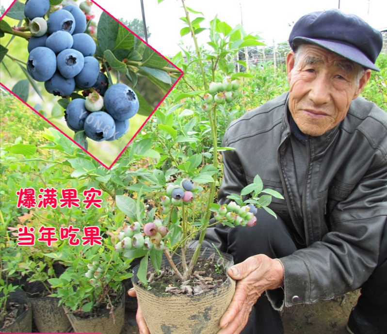  基地直发，各品种蓝莓苗，拒绝假苗