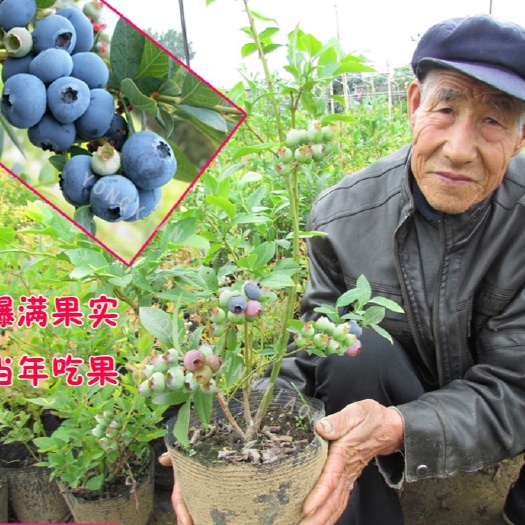 平邑县 基地直发，各品种蓝莓苗，拒绝假苗