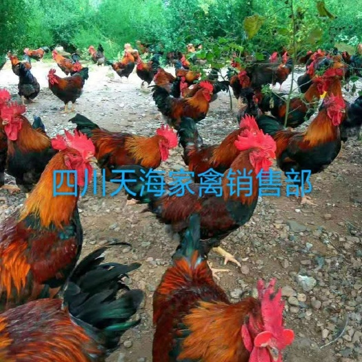 沐川县清远麻鸡苗 清远麻脱温苗现货