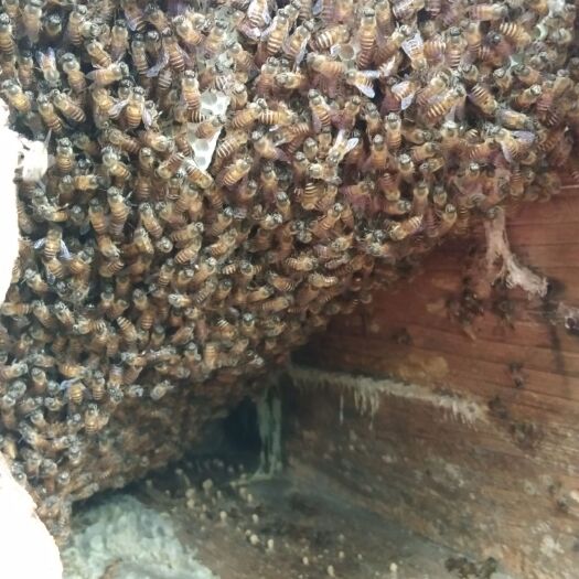 广南县 这是深山里的蜜蜂有想要的联系