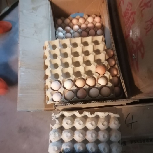 宣城初生蛋 食用 箱装