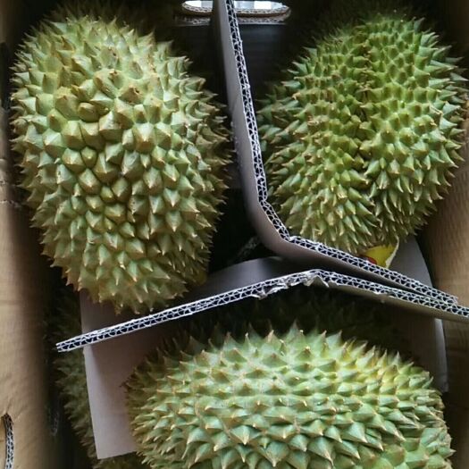昆明 泰国榴莲基地  全国连锁供货