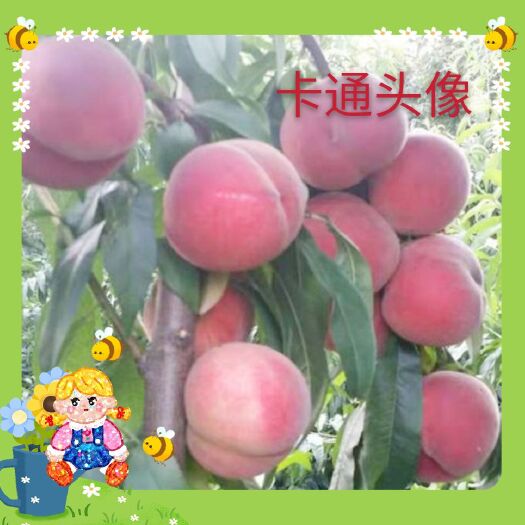 新晃县 贡溪水蜜桃