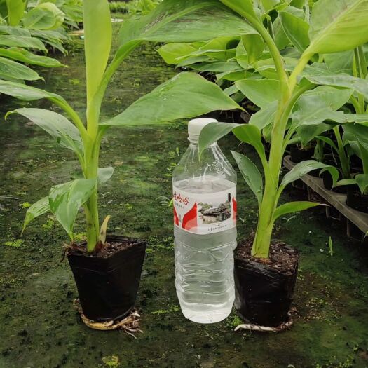 灵山县威廉斯香蕉苗  包邮精品【广西灵山红香蕉，威廉斯B6黄帝蕉】营养杯苗/直销