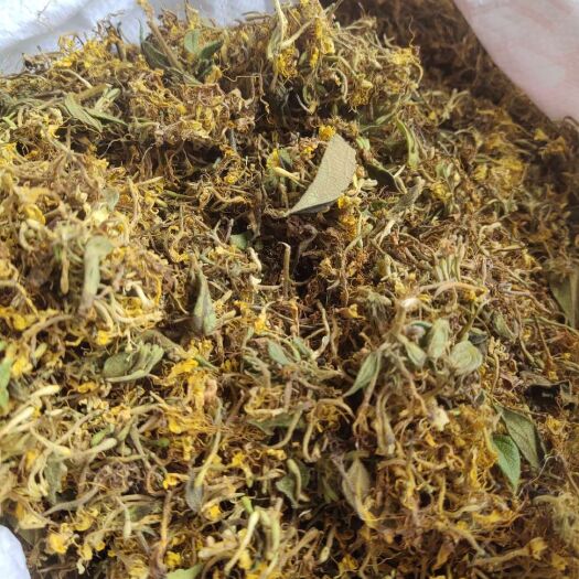 安龙县山银花 金银花