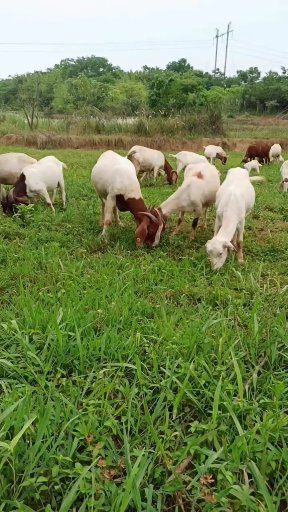 浠水县纯放养草膘山羊，肉质好抗病能力强