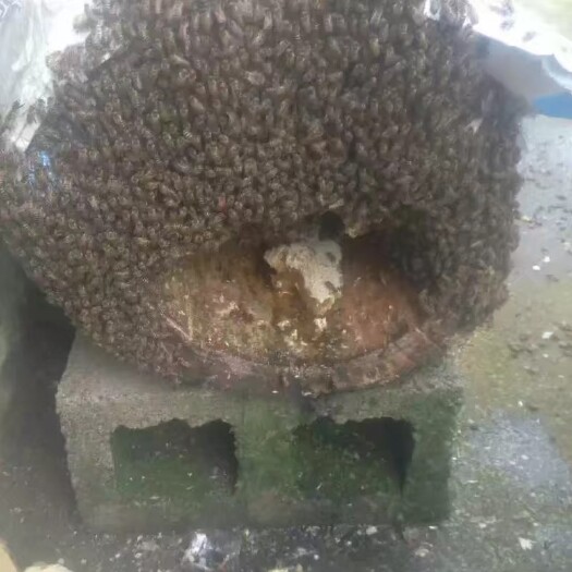 惠水县野生蜂蜜 不喂各种甜蜜水，自然采花酿蜜，老土布过滤蜜，