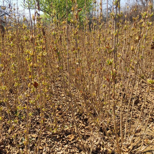 锦带花  大量出售大冠副红王子锦带，大田定植苗80-1.2米