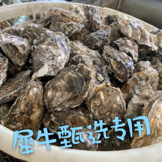 东港市大连生蚝 生蚝