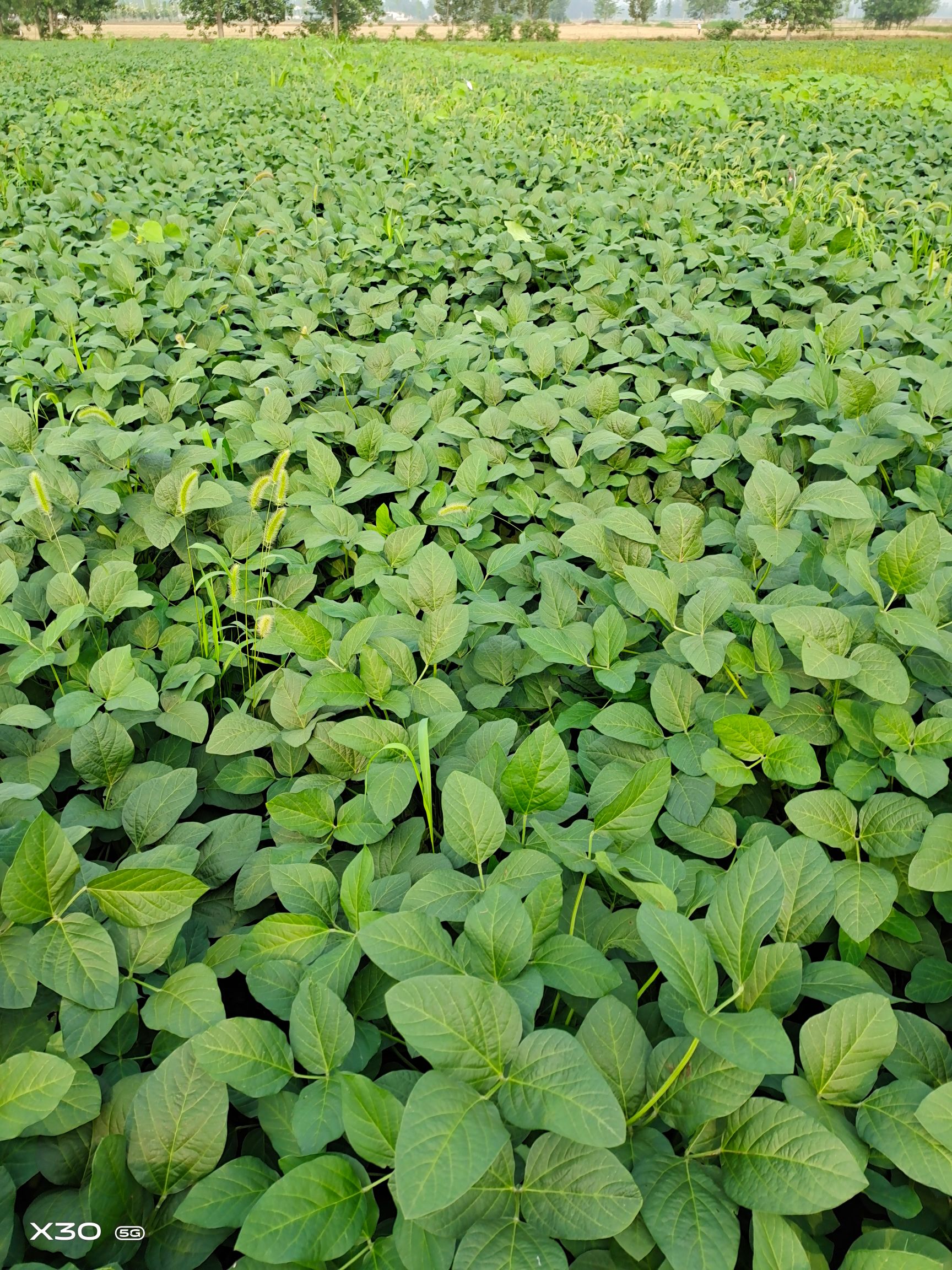  高质量绿色食品毛豆