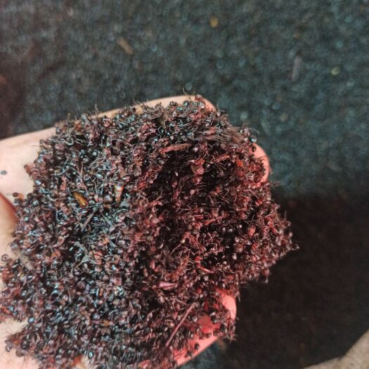 蚂蚁 红蚂蚁 可打粉专营中药批发