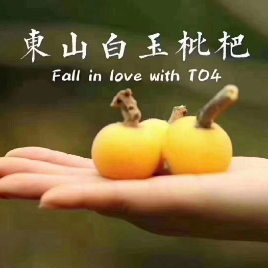 苏州白沙枇杷  东山白玉枇杷