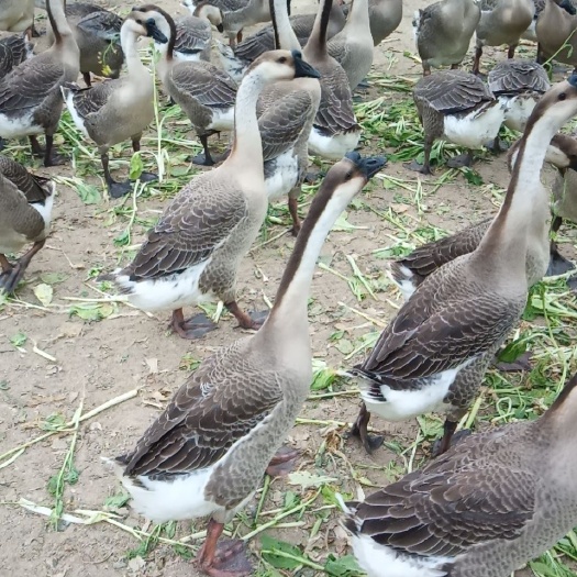 阳江 正宗阳江肉鹅，正宗马岗鹅