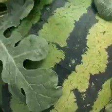  新民梁山西瓜，甜王，剥皮红阳