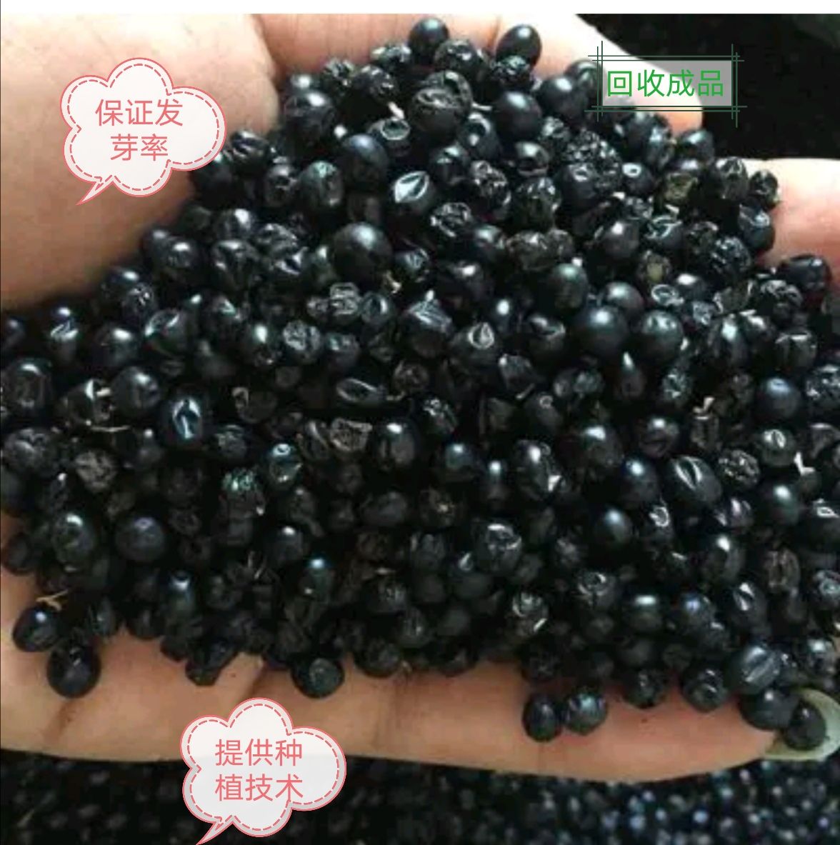 亳州射干种子  ：精选优质，纯新射干籽，保证质量，回收成品，绿化