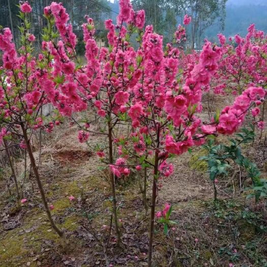 阳朔县桃花苗  青叶碧桃