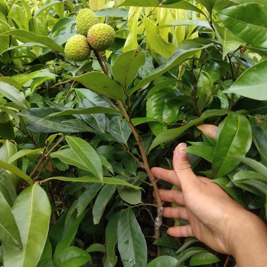 灵山县 无核荔枝苗桂味荔枝苗妃子笑荔枝苗