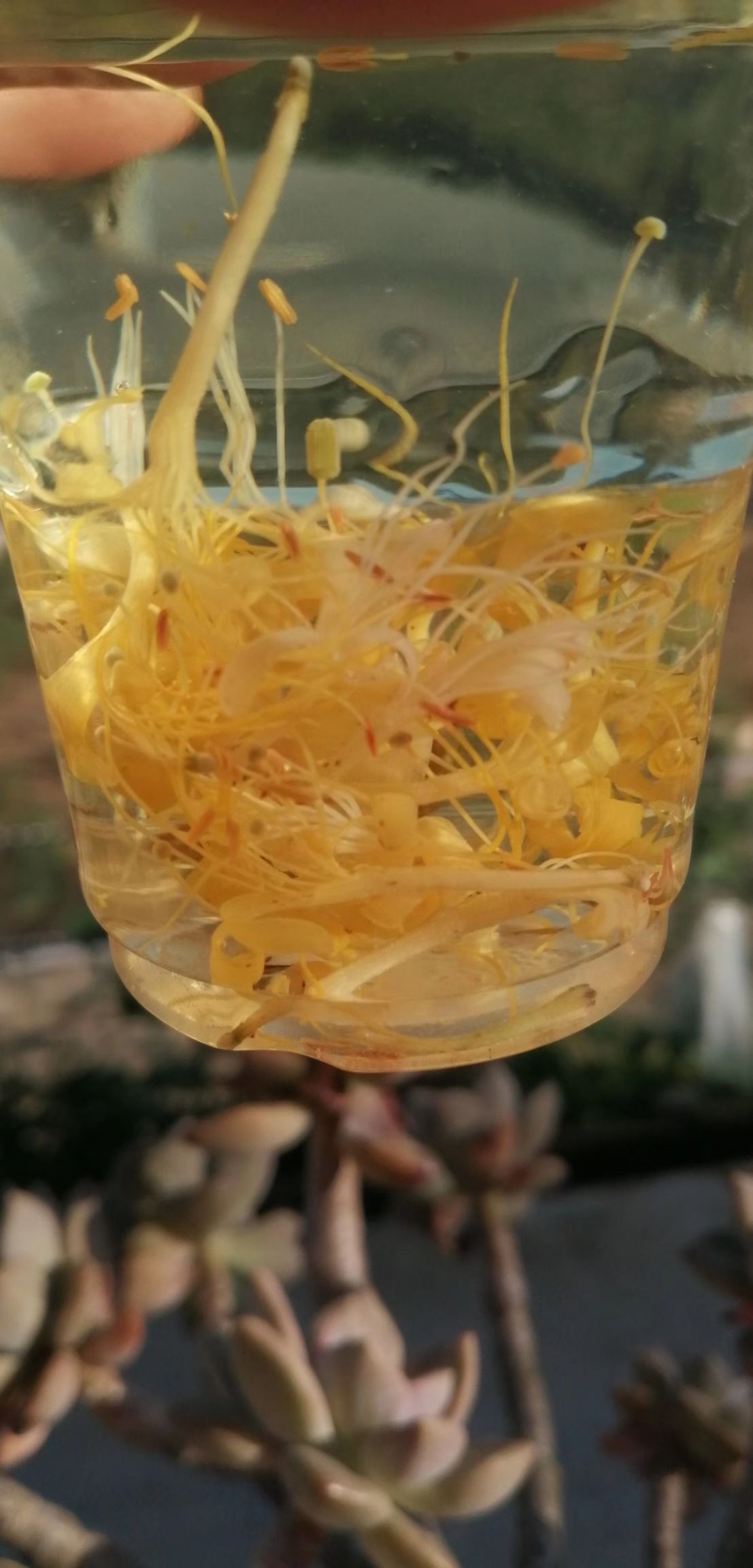 野生金银花 高山金，专做上等货～～，今年新货出来了