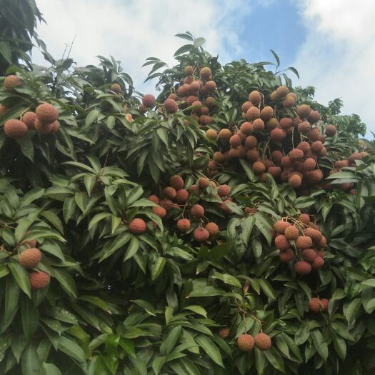 廉江市 荔枝鸡觜