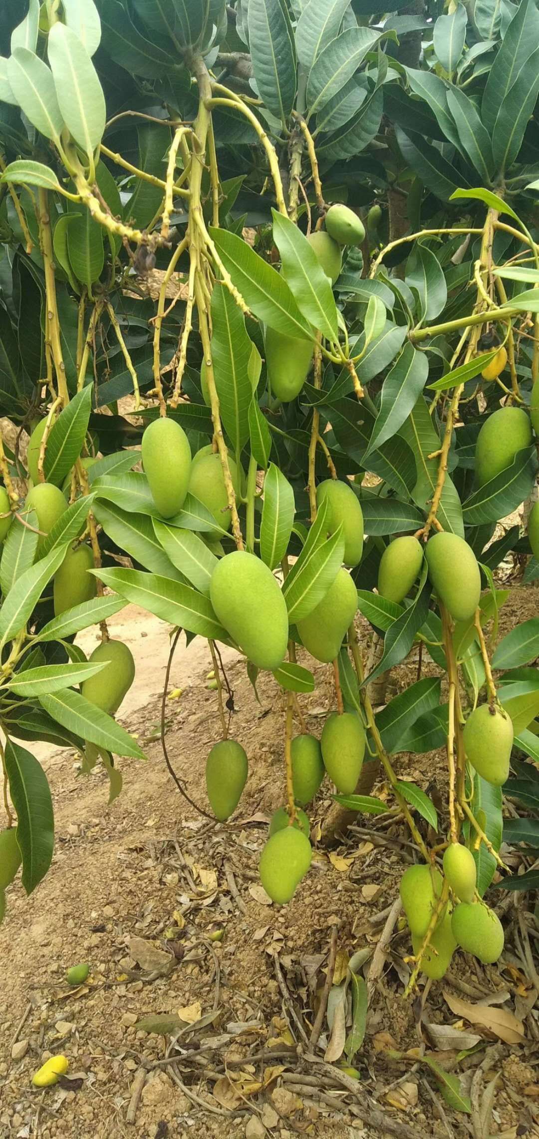 芒果廣西百色小臺農小臺芒產地直髮電商一件代發