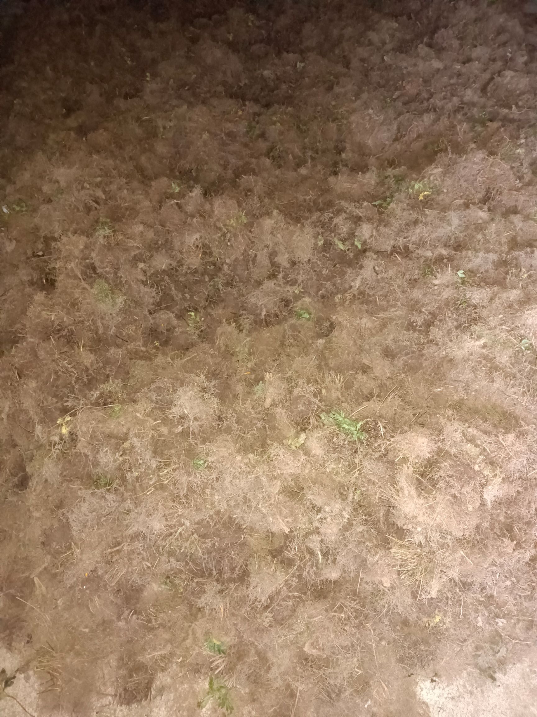  川黄连，现起货现炕，无硫，重庆市石柱县黄连之乡
