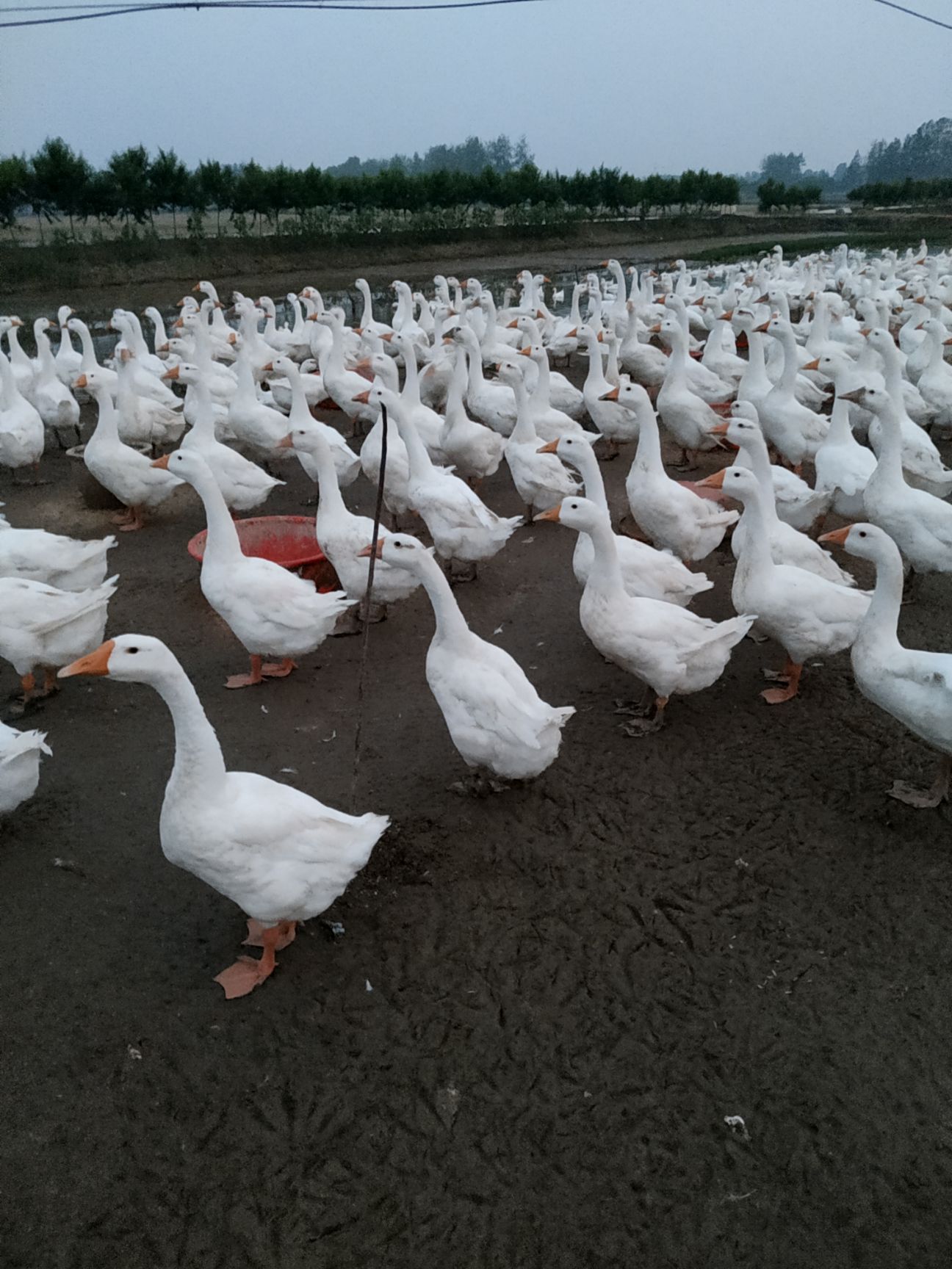  112天泰州种鹅，喜欢的速联