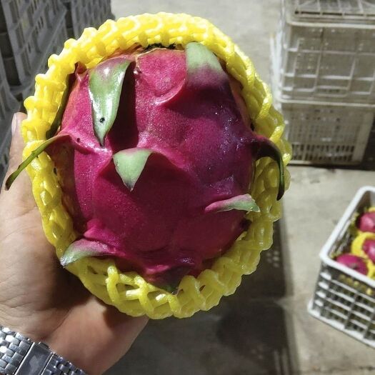 龙州县 火龙果大量上市，货源充足