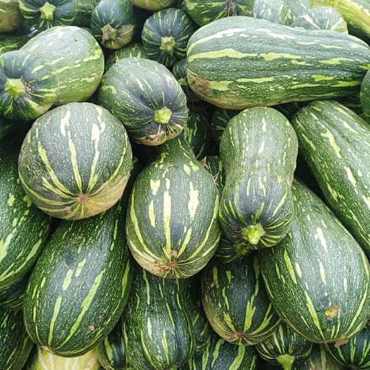 蜜本南瓜，产地直供，大小均匀，颜色好，口感好，欢迎选购