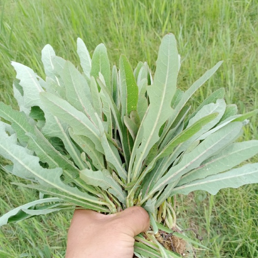 惠民县野芹菜 2020年绿色野菜
