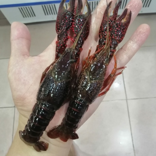 东莞市仙桃小龙虾 硬规格6789钱