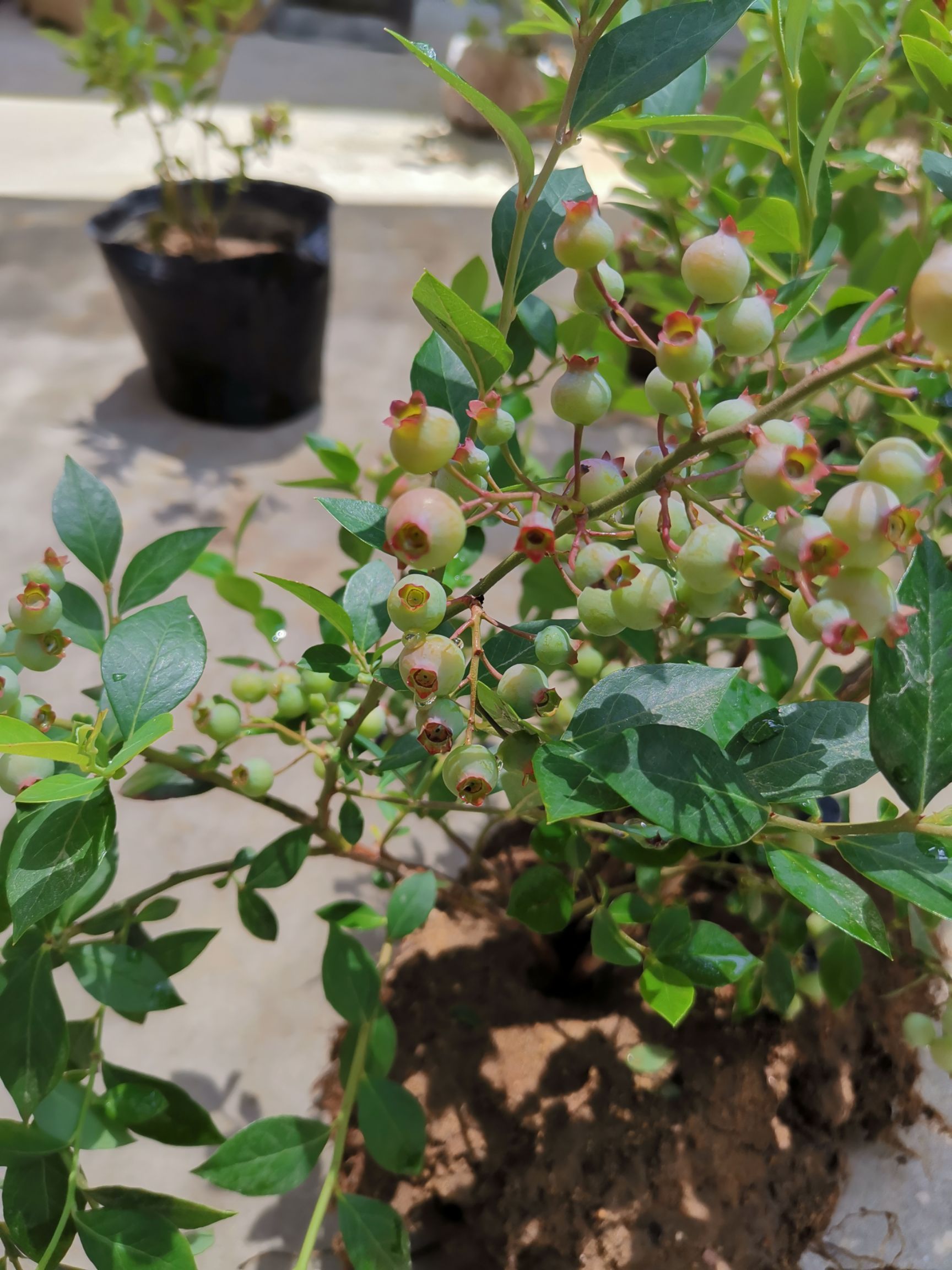  基地直发，各品种蓝莓苗，拒绝假苗