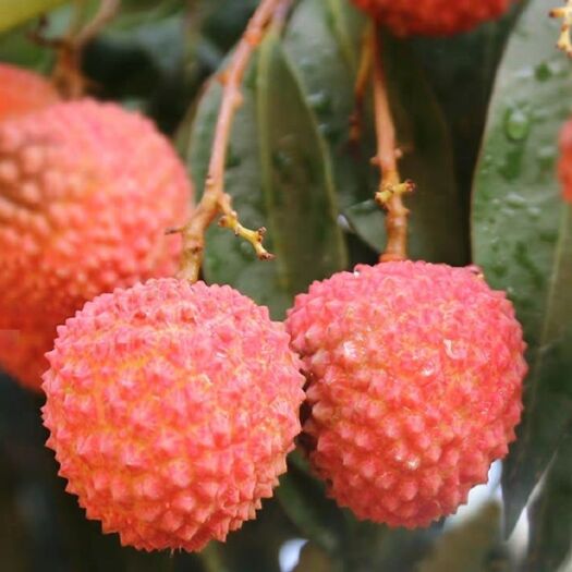 广州增城荔枝，正宗增城桂味荔枝大量现货上市