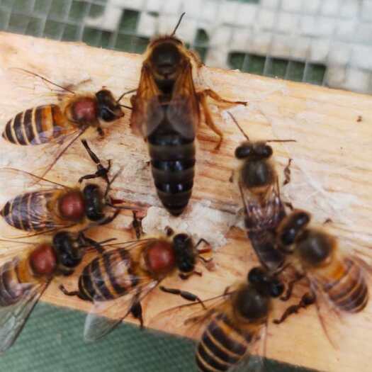 宜良县中蜂 优质开产蜂王，红背