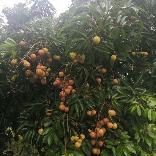 广州荔枝王 2cm