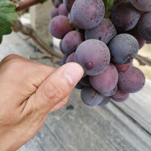 金乡县 藤稔葡萄已经开始大量上市，口感酸甜，有请各位老板前来采购。