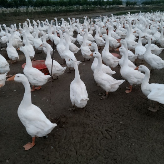 沭阳县 112天泰州种鹅，2200只。想要的联系