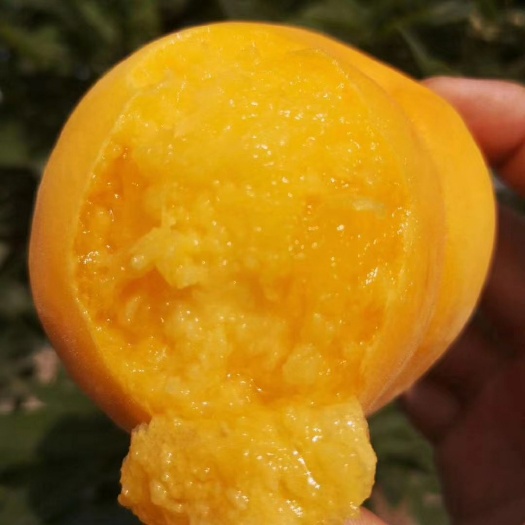 蒙阴县 沂蒙山露天第一款黄毛桃——锦春黄蜜桃，桃香浓郁，果肉细腻多汁