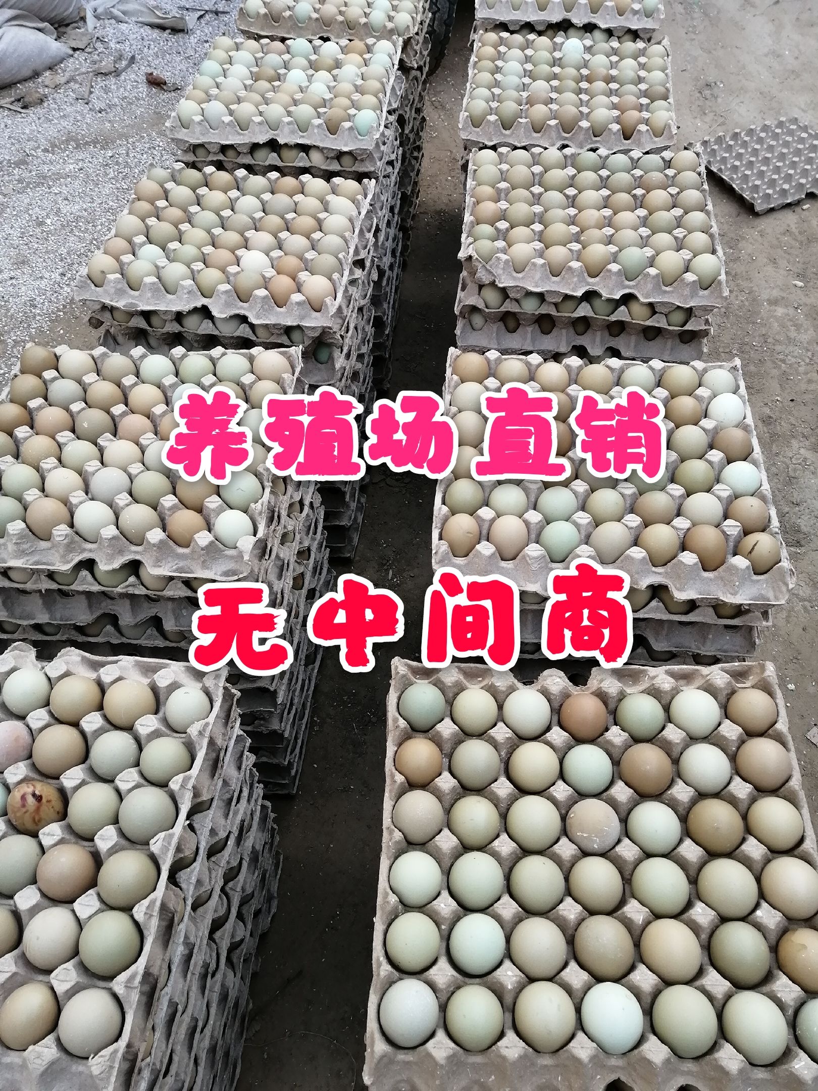 七彩山鸡蛋60枚礼品盒装正宗农家散养山鸡包邮到家破损包赔