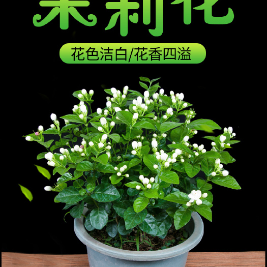 沭阳县 茉莉花盆栽花卉植物室内重瓣虎头茉莉花苗带花苞四季开花浓香好养