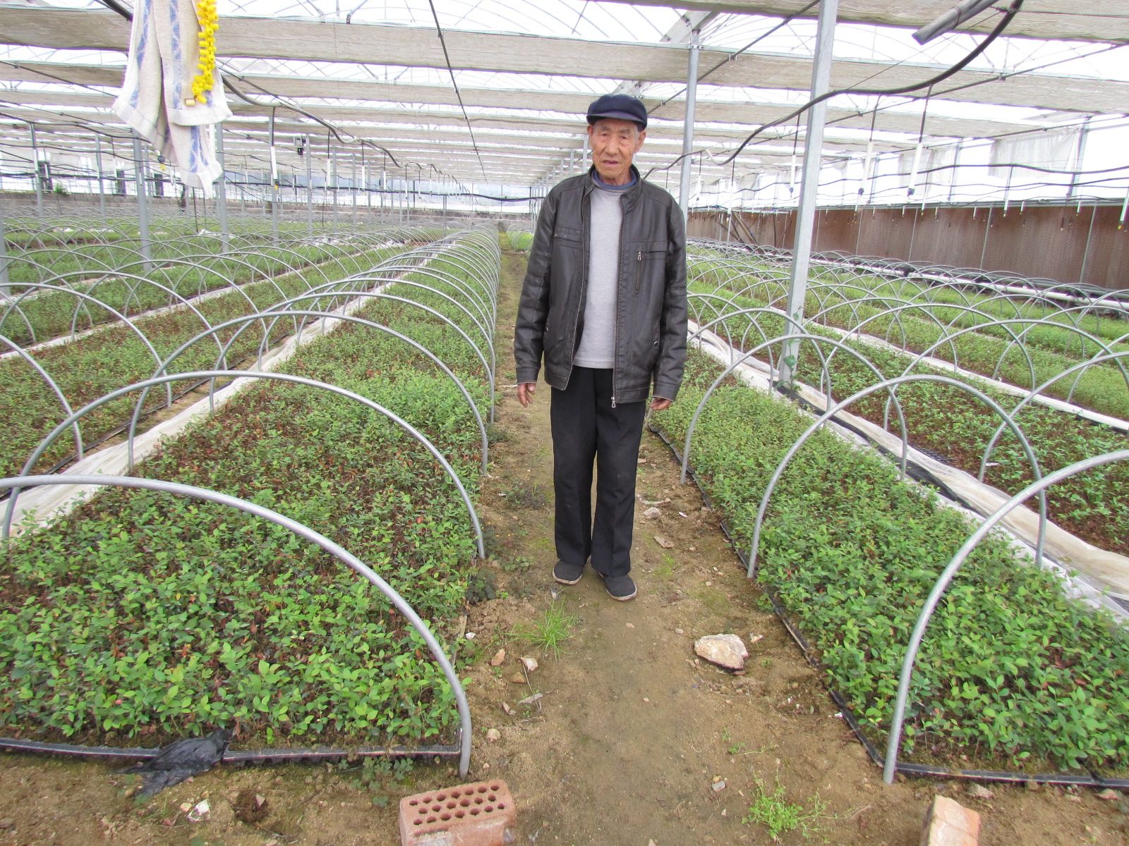  基地直发，各品种蓝莓苗，拒绝假苗