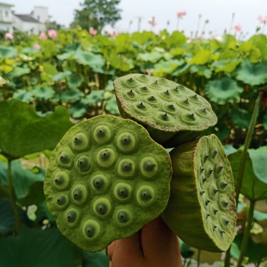 芜湖太空莲 太空水果莲清甜可口，夏天必备！
