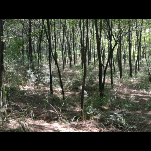 西安 土鸡蛋山里散养产地直达（西安地区)