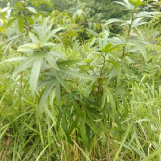 德庆县五指毛桃 五指毛线