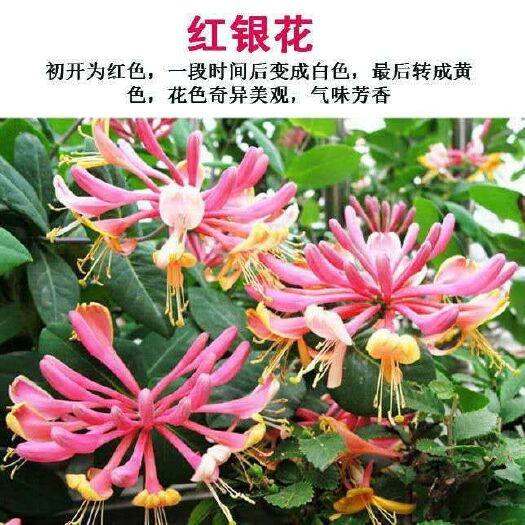 北花一号金银花苗 金银花基地，北花一号，四季花苗木，基地直发，