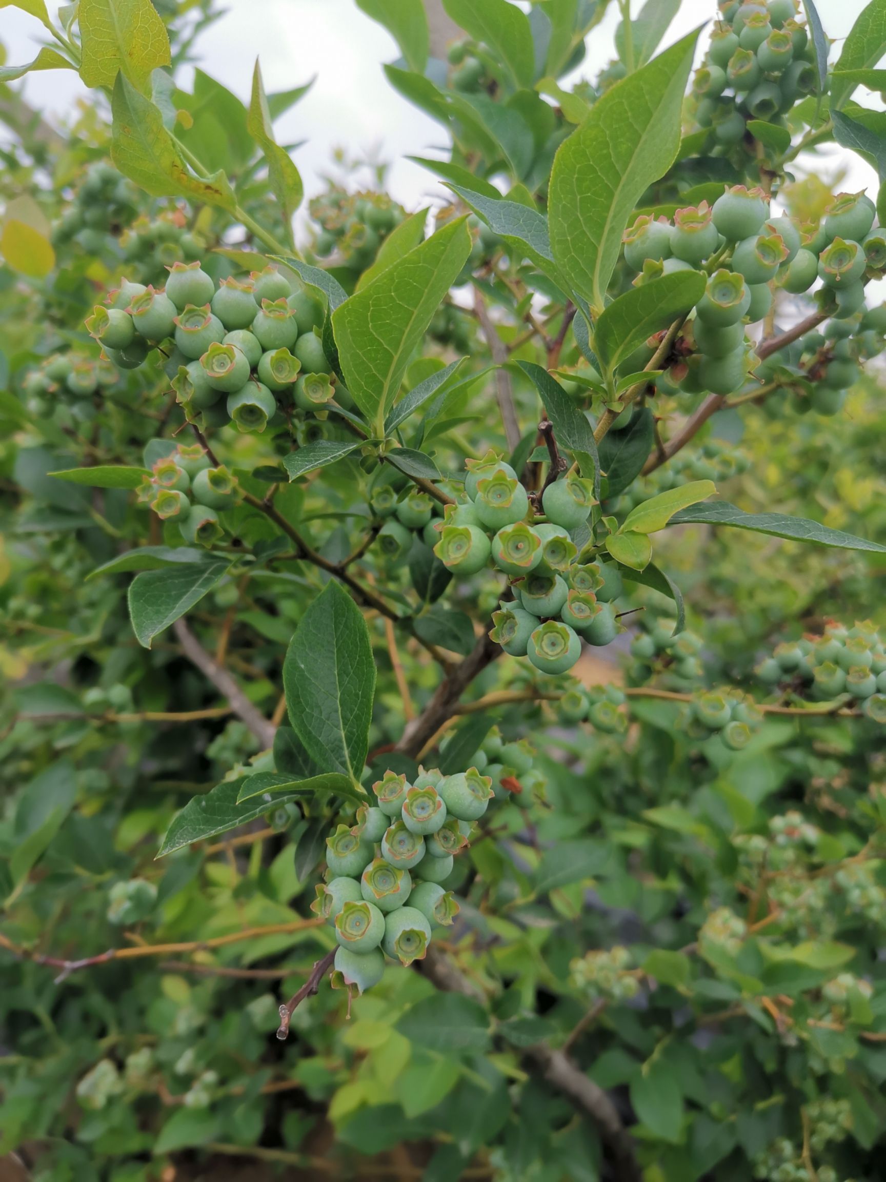  基地直发，各品种蓝莓苗，拒绝假苗
