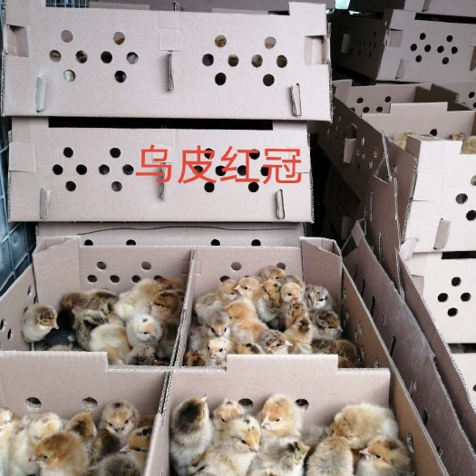 成都乌皮红冠土鸡 乌皮红冠