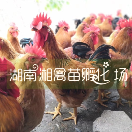 衡阳红毛公鸡苗黄土鸡苗三黄鸡苗适合养阉鸡量大优惠欢迎详谈