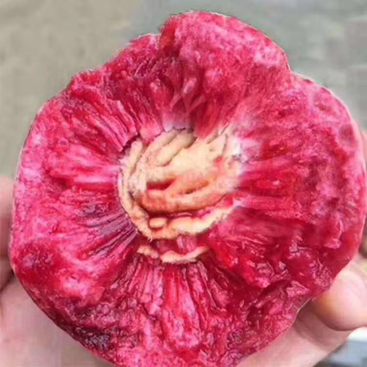 血桃紫英桃,口感极好营养高.万亩果园基地现采现发,坏果包赔.