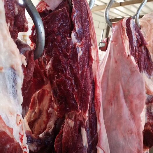 宁津县自家养殖场直供自己屠宰带皮马肉现杀鲜马肉